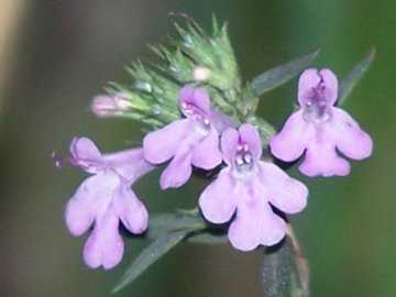 Una labiata - cfr. Micromeria graeca